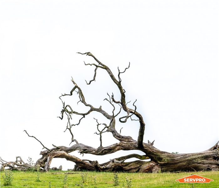 fallen tree on ground after a storm in memphis tn, SERVPRO logo in corner, curly tree, gnarled